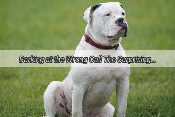 Barking at the Wrong Call The Surprising Reasons Why Not All Dogs Can Be K9 Heroes